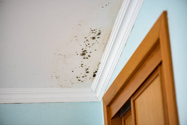 Best Mold Damage Restoration  in South Huntington, NY